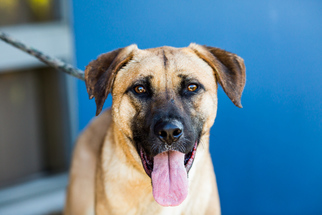 Mastiff-Unknown Mix Dogs for adoption in El Cajon, CA, USA