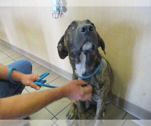 American Pit Bull Terrier Dogs for adoption in Ocala, FL, USA