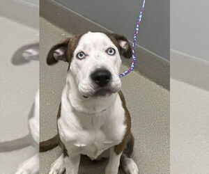 Staffordshire Bull Terrier-Unknown Mix Dogs for adoption in Las Vegas, NV, USA