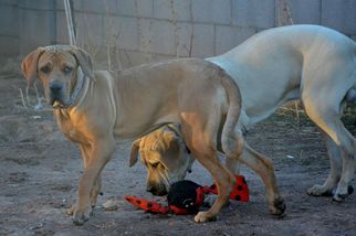 Fila Brasileiro Dogs for adoption in Yakima, WA, USA