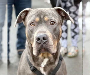 Mutt Dogs for adoption in Canton, CT, USA
