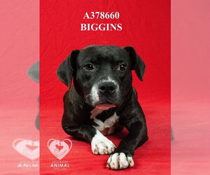 Mutt Dogs for adoption in Stockton, CA, USA