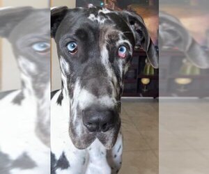 Great Dane Dogs for adoption in Palm Beach, FL, USA