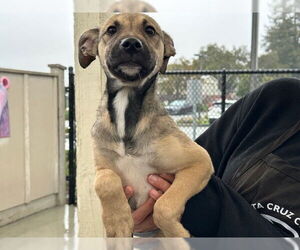 Anatolian Shepherd-Unknown Mix Dogs for adoption in Santa Cruz, CA, USA
