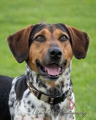 Treeing Walker Coonhound Dogs for adoption in See Website, CA, USA