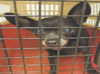 Chihuahua Dogs for adoption in Silverlake, WA, USA