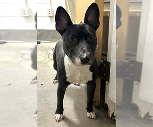 Bull Terrier Dogs for adoption in Forestville, MD, USA