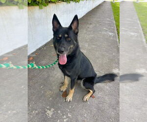 German Shepherd Dog Dogs for adoption in Fort Lauderdale, FL, USA