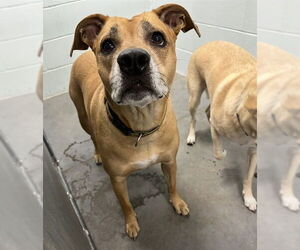 Mutt Dogs for adoption in Tavares, FL, USA