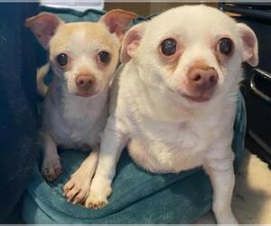 Chihuahua Dogs for adoption in Pacolet, SC, USA