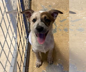 Labrador Retriever-Unknown Mix Dogs for adoption in Woodland, CA, USA