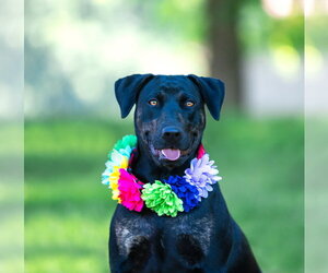 Labrador Retriever-Unknown Mix Dogs for adoption in Unionville, PA, USA