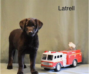 Labrador Retriever-Unknown Mix Dogs for adoption in HESPERIA, CA, USA