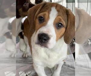 Bocker Dogs for adoption in Pembroke, GA, USA