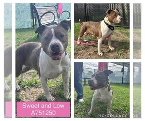 American Staffordshire Terrier Dogs for adoption in San Antonio, TX, USA