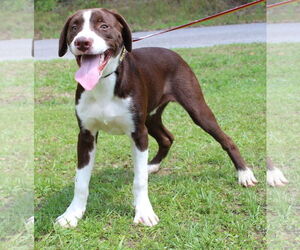 Pointer-Retriever Mix Dogs for adoption in Prattville, AL, USA