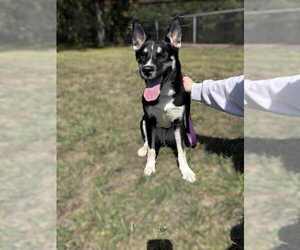 Huskies -Unknown Mix Dogs for adoption in Springdale, PA, USA