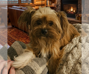 Mutt Dogs for adoption in Vail, AZ, USA