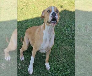 American Bulldog-Unknown Mix Dogs for adoption in Grovetown, GA, USA