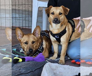 Corgi Basset Dogs for adoption in Agoura Hills, CA, USA