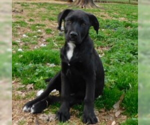 Sheprador Dogs for adoption in Benton, AR, USA