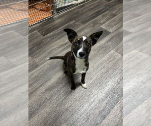 Jack Russell Terrier-Unknown Mix Dogs for adoption in Studio City, CA, USA