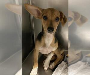 Chihuahua-Unknown Mix Dogs for adoption in Modesto, CA, USA