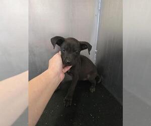 Labrador Retriever-Unknown Mix Dogs for adoption in Conroe, TX, USA