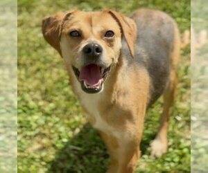 Boglen Terrier Dogs for adoption in Batavia, OH, USA