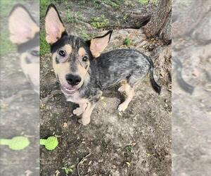 German Shepherd Dog-Unknown Mix Dogs for adoption in Conroe, TX, USA