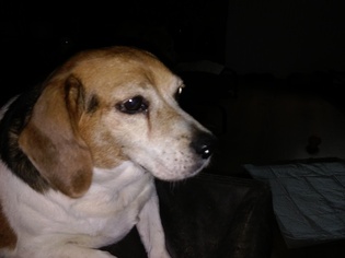 Beagle Dogs for adoption in Blairsville, GA, USA