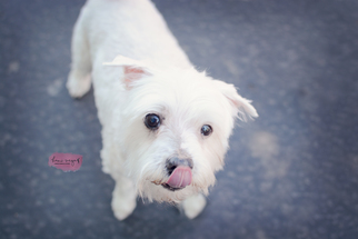 Maltese Dogs for adoption in Sandy, UT, USA