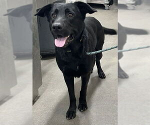 German Shepherd Dog Dogs for adoption in Forestville, MD, USA