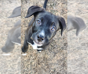 Labrador Retriever-Unknown Mix Dogs for adoption in MIDWAY, UT, USA