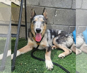 Catahoula Leopard Dog-Collie Mix Dogs for adoption in Lakewood, CO, USA