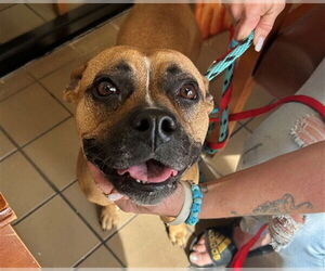 Boxer-Unknown Mix Dogs for adoption in Ocala, FL, USA