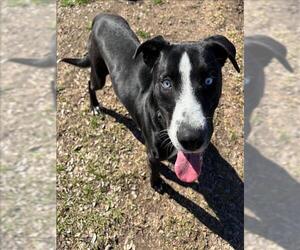 Labsky Dogs for adoption in Conroe, TX, USA