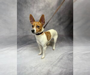 Chihuahua Dogs for adoption in Ogden, UT, USA
