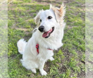 Australian Shepherd-Great Pyrenees Mix Dogs for adoption in Woodbury, NY, USA