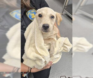 Labrador Retriever Dogs for adoption in Corpus Christi, TX, USA