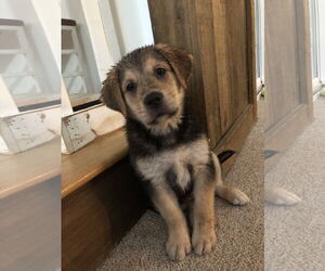 Mutt Dogs for adoption in Holly Springs, NC, USA