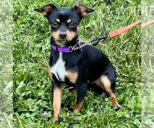 Chiweenie Dogs for adoption in Batavia, OH, USA