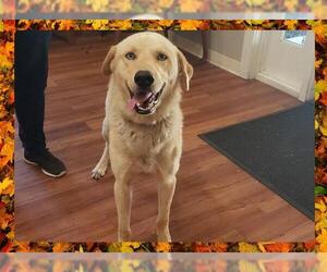 Labrador Retriever Dogs for adoption in Ojai, CA, USA