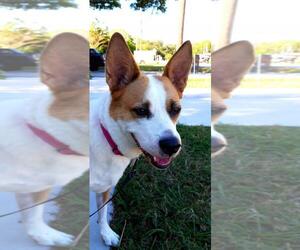 Australian Shepherd-Australian Shepherd-Siberian Husky Mix Dogs for adoption in Tampa, FL, USA