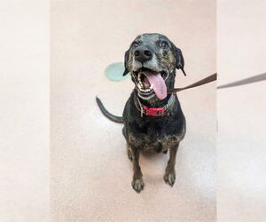 Labrador Retriever Dogs for adoption in Ogden, UT, USA