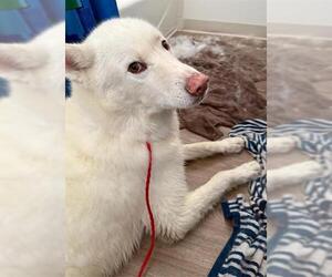 Siberian Husky Dogs for adoption in Camarillo, CA, USA