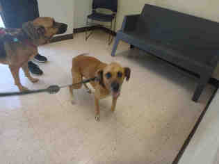 Basset Hound Dogs for adoption in Naples, FL, USA
