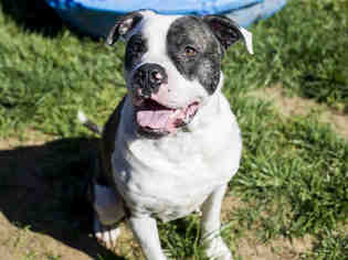 Bulloxer Dogs for adoption in Placerville, CA, USA