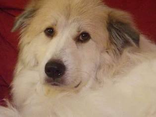 Great Pyrenees Dogs for adoption in Hedgesville, WV, USA