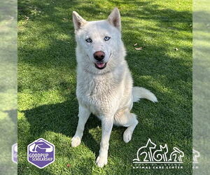Siberian Husky Dogs for adoption in Irvine, CA, USA
